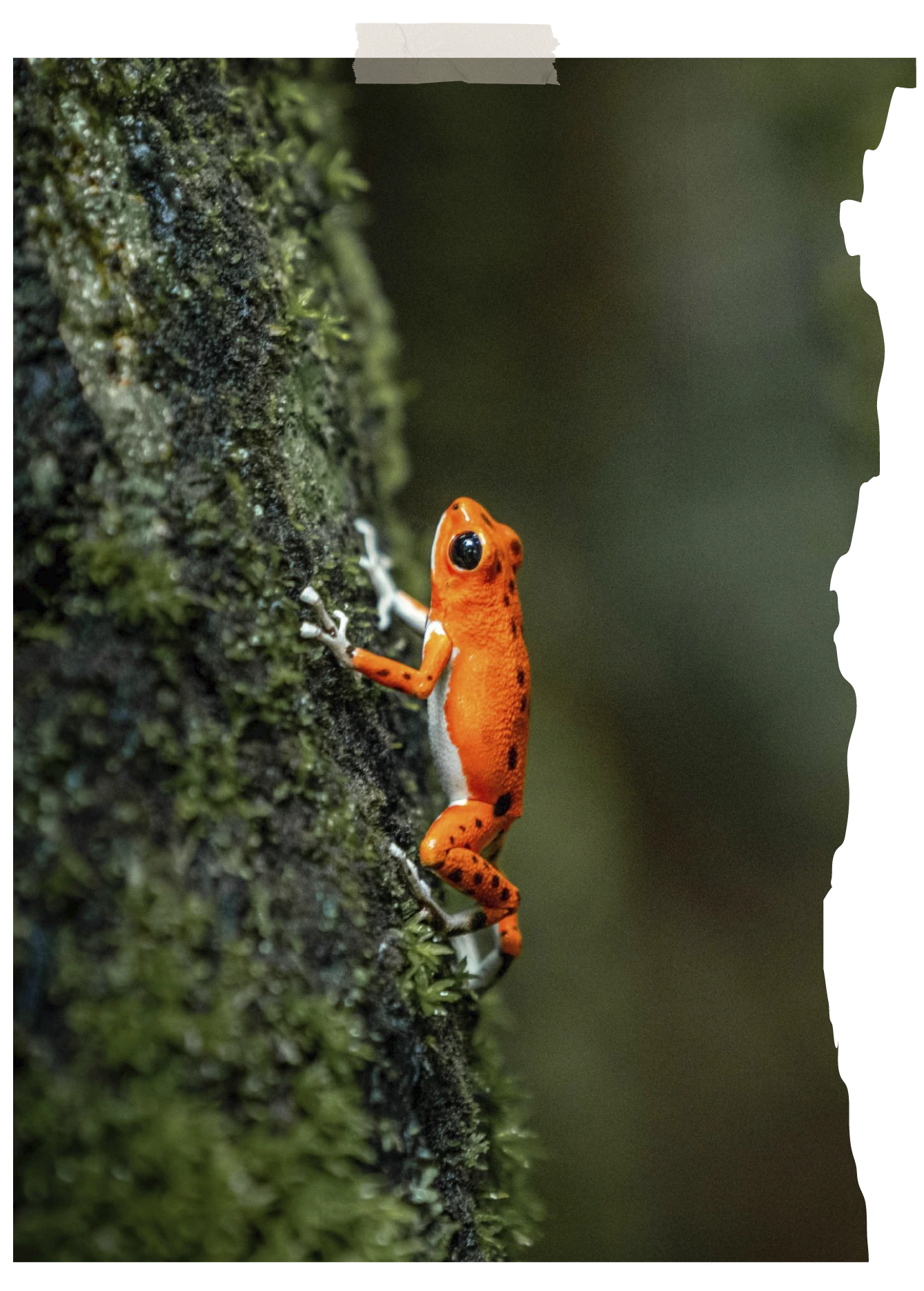 Red poison dart frog on a mossy tree at Red Frog Beach