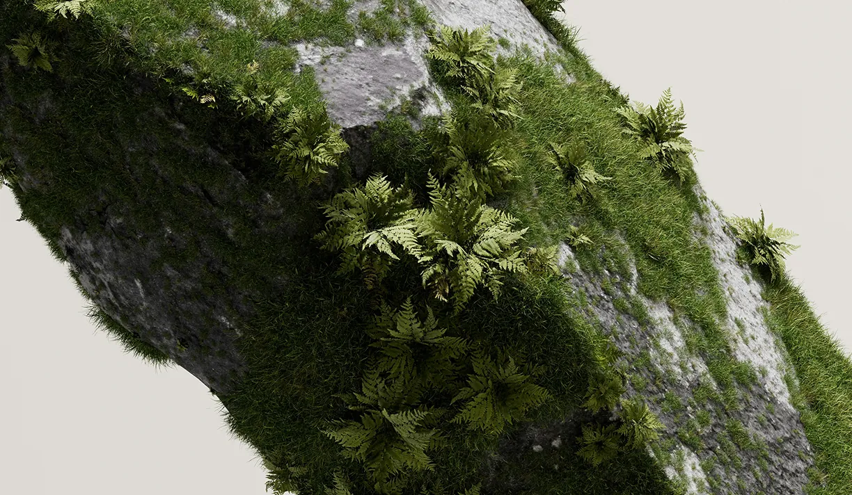 Mossy rock covered in ferns