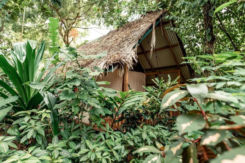 Tienda safari con techo de paja rodeada de vegetación densa y plantas tropicales