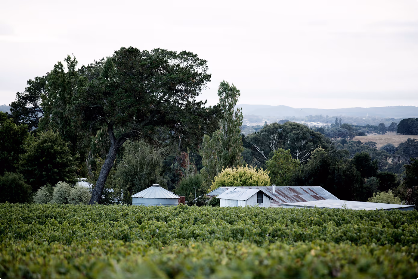 Rowlee Wines