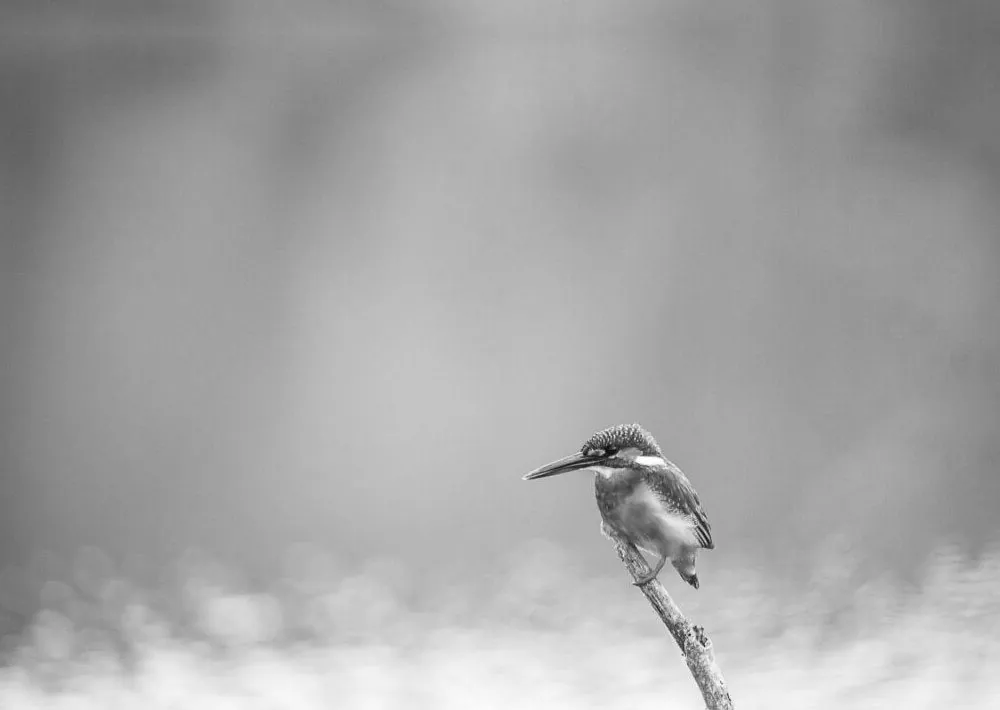 Black and white photo of a kingfisher perched on a branch