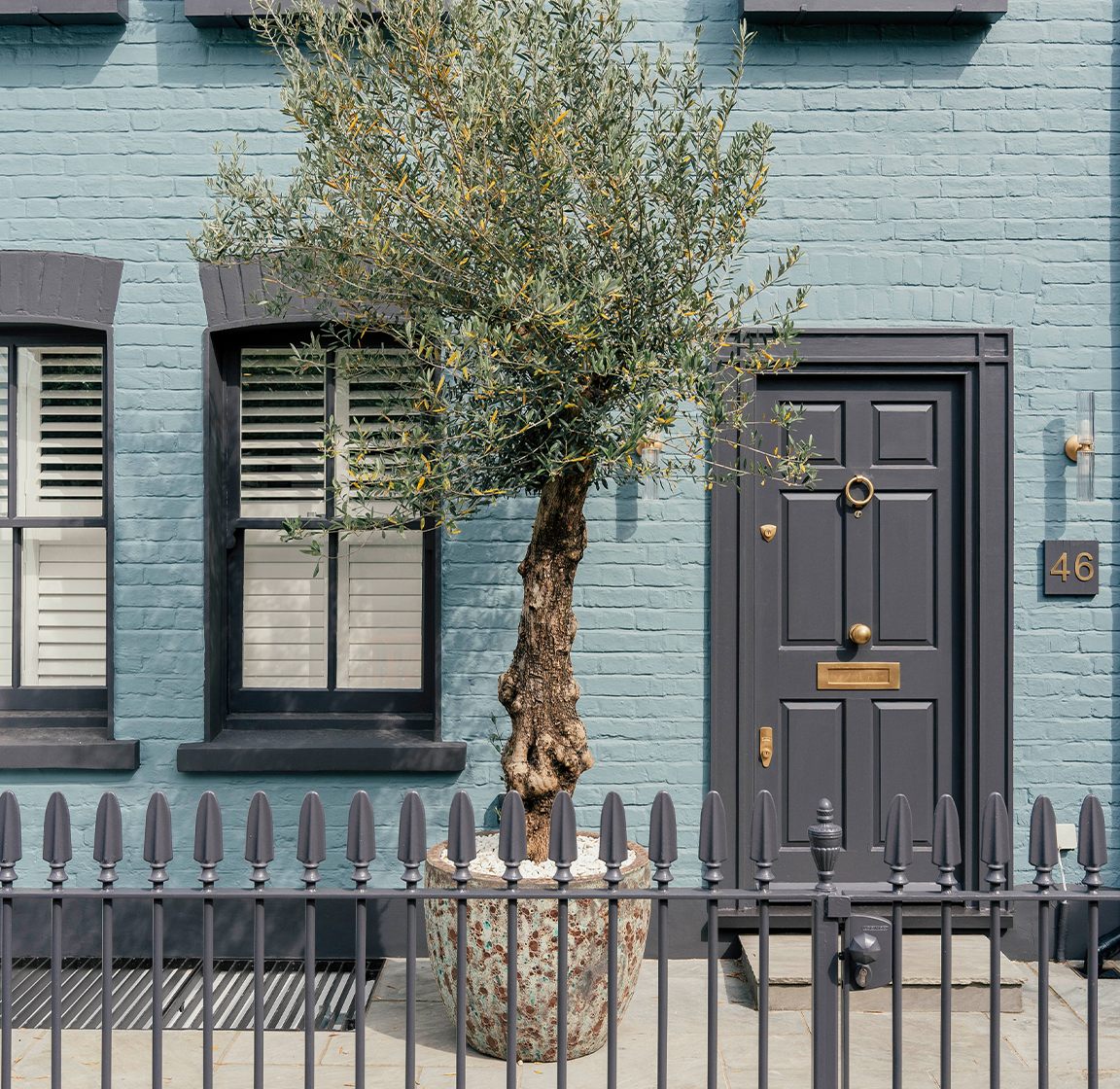 Blue-grey London house front with a black door and olive tree