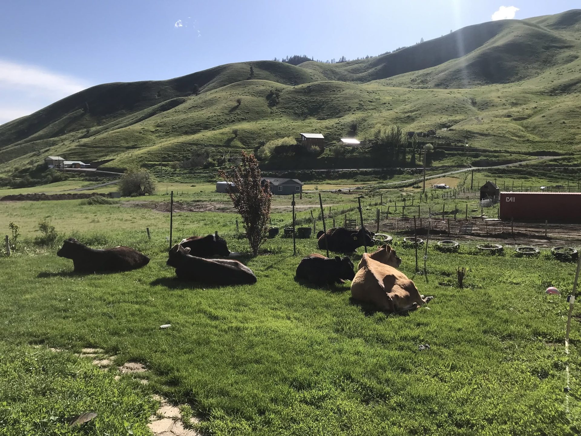 Cows resting on green pasture below rolling hills and farm buildings at Green Valley Dairy in Cashmere, WA
