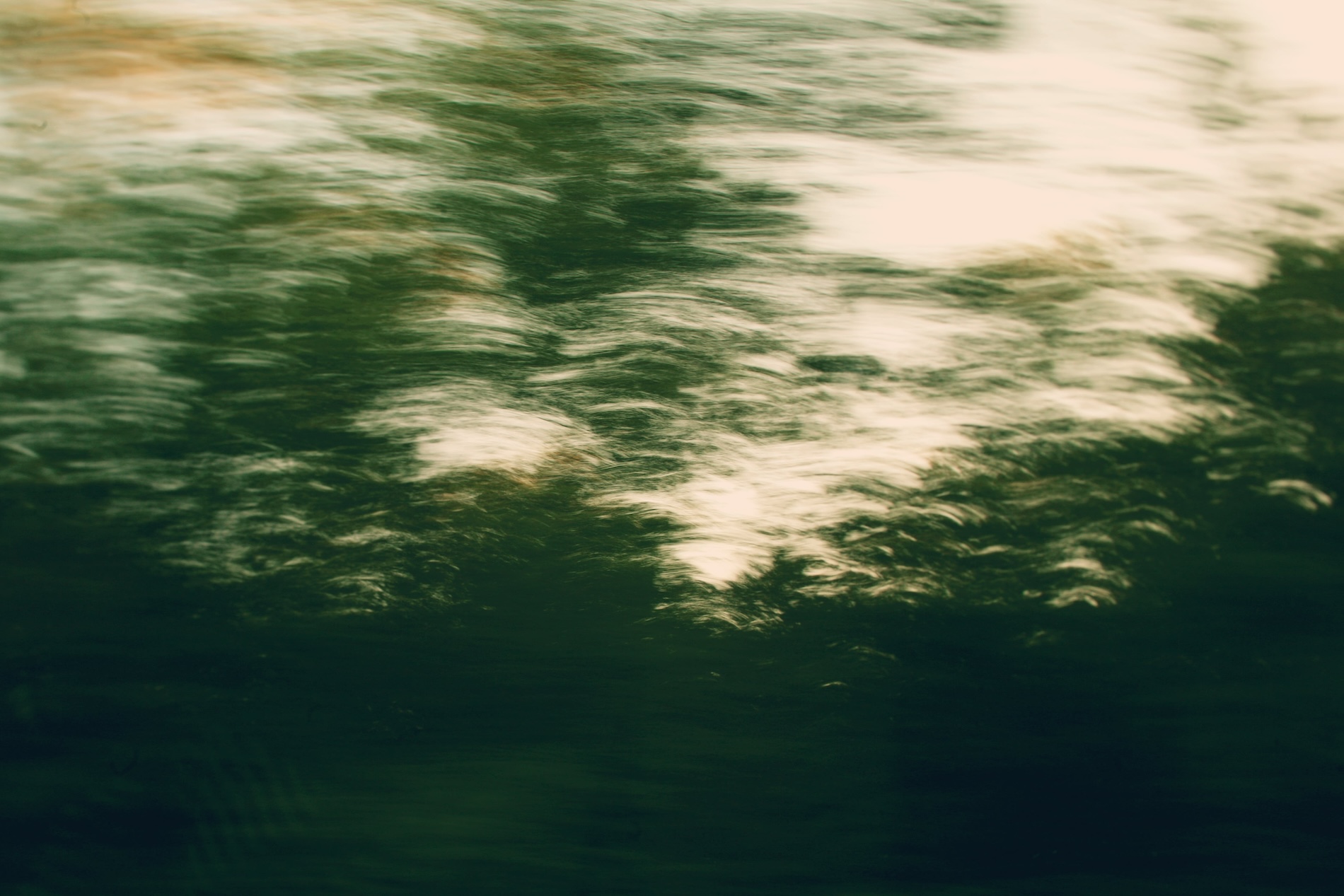 Blurry vegetation