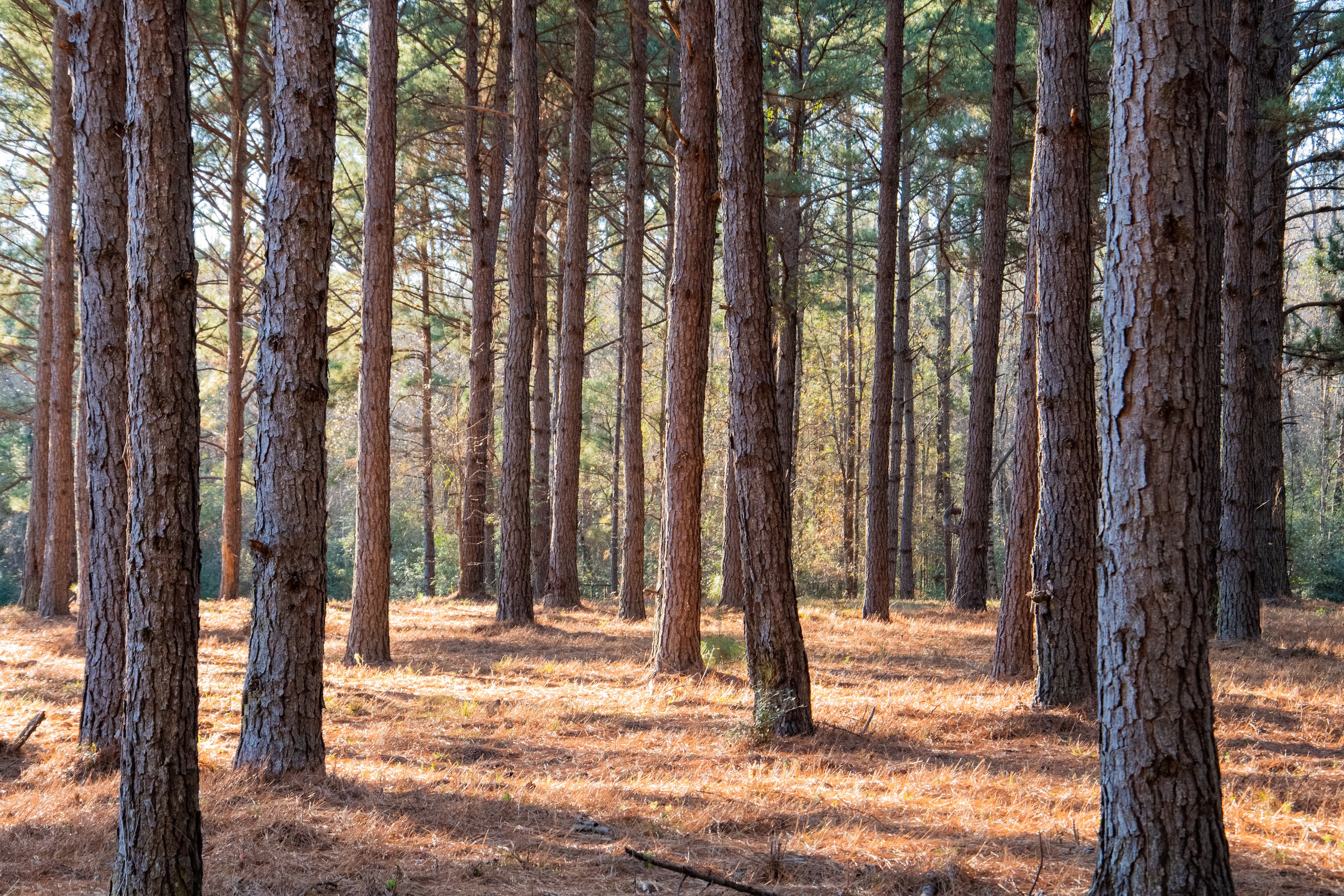 Forest of tall pine trees stock photo