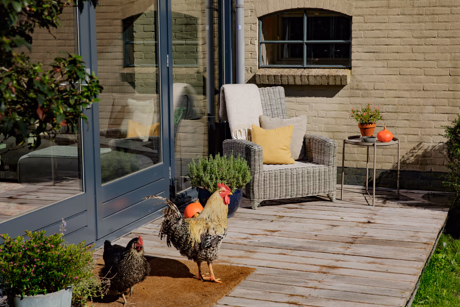 Rooster and hen on the guest area terrace beside a wicker armchair with a yellow cushion against a brick wall