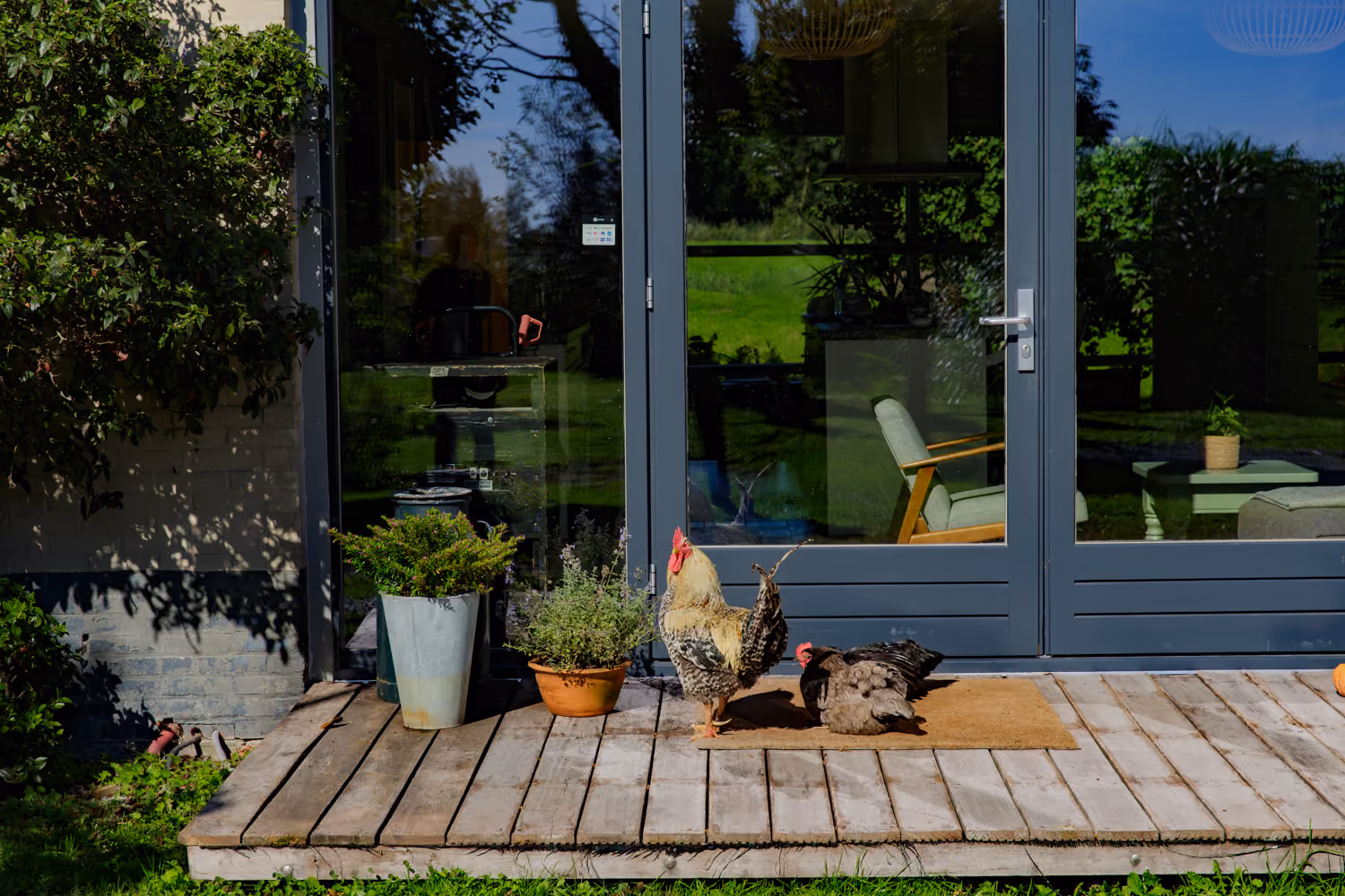 Rooster and hen on the doormat of the terrace deck outside the guest area glass doors, potted herbs beside them