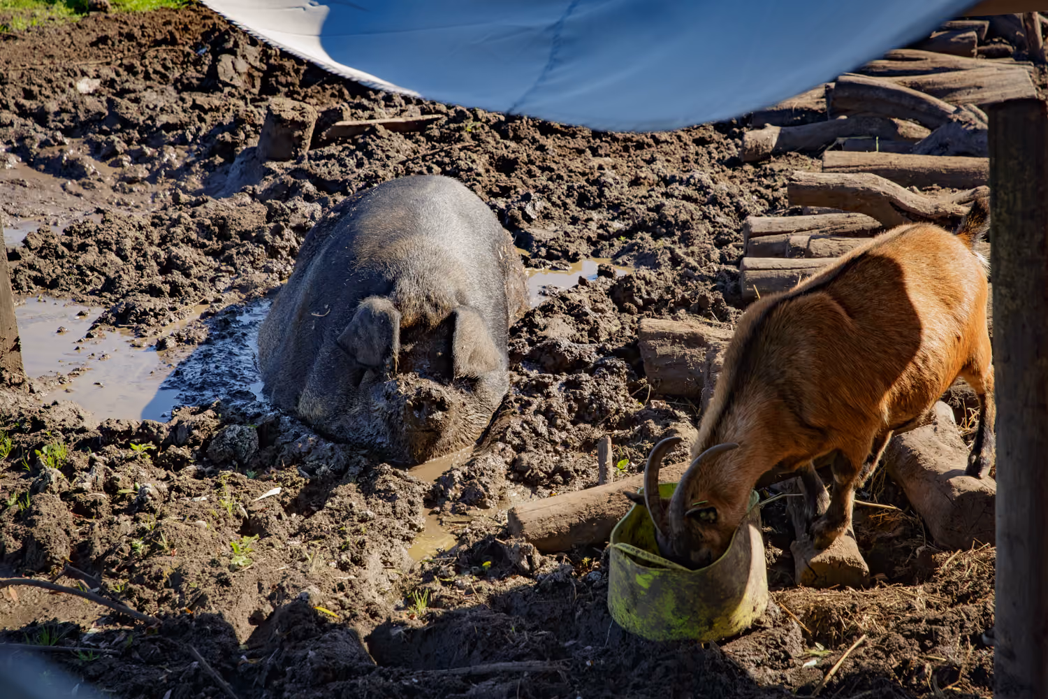 Dark pig resting in a mud wallow while a brown horned goat eats from a green tub beside stacked logs