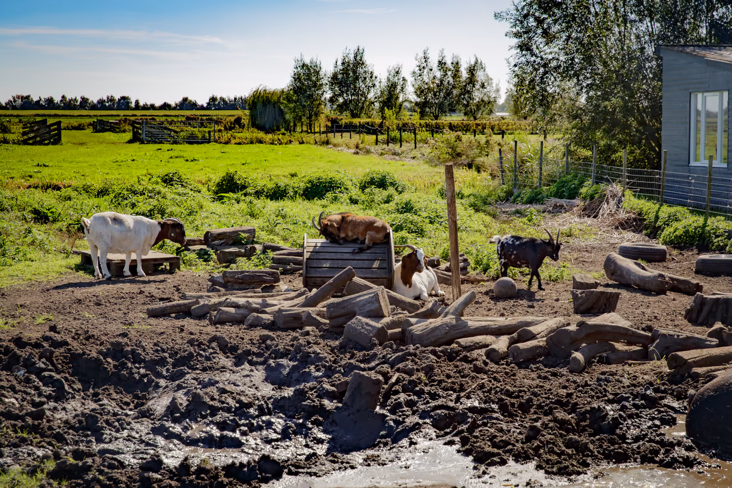 Four goats among logs, a pallet and a cable spool in a muddy farm paddock with green meadows behind