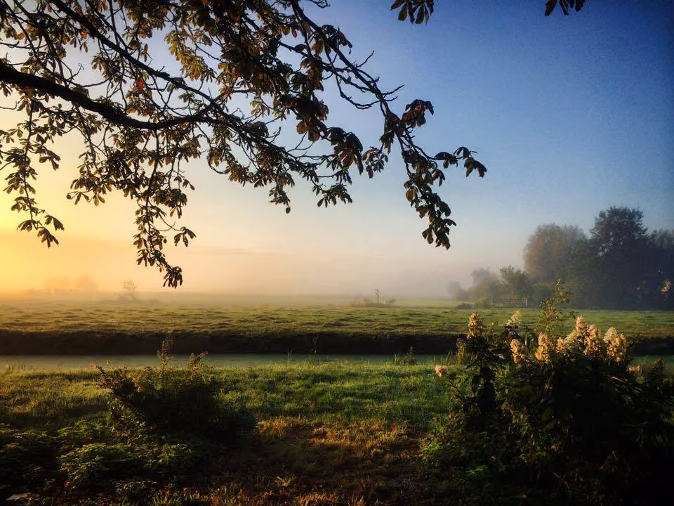 Misty sunrise over the meadows seen from the garden, framed by tree branches and a flowering hydrangea