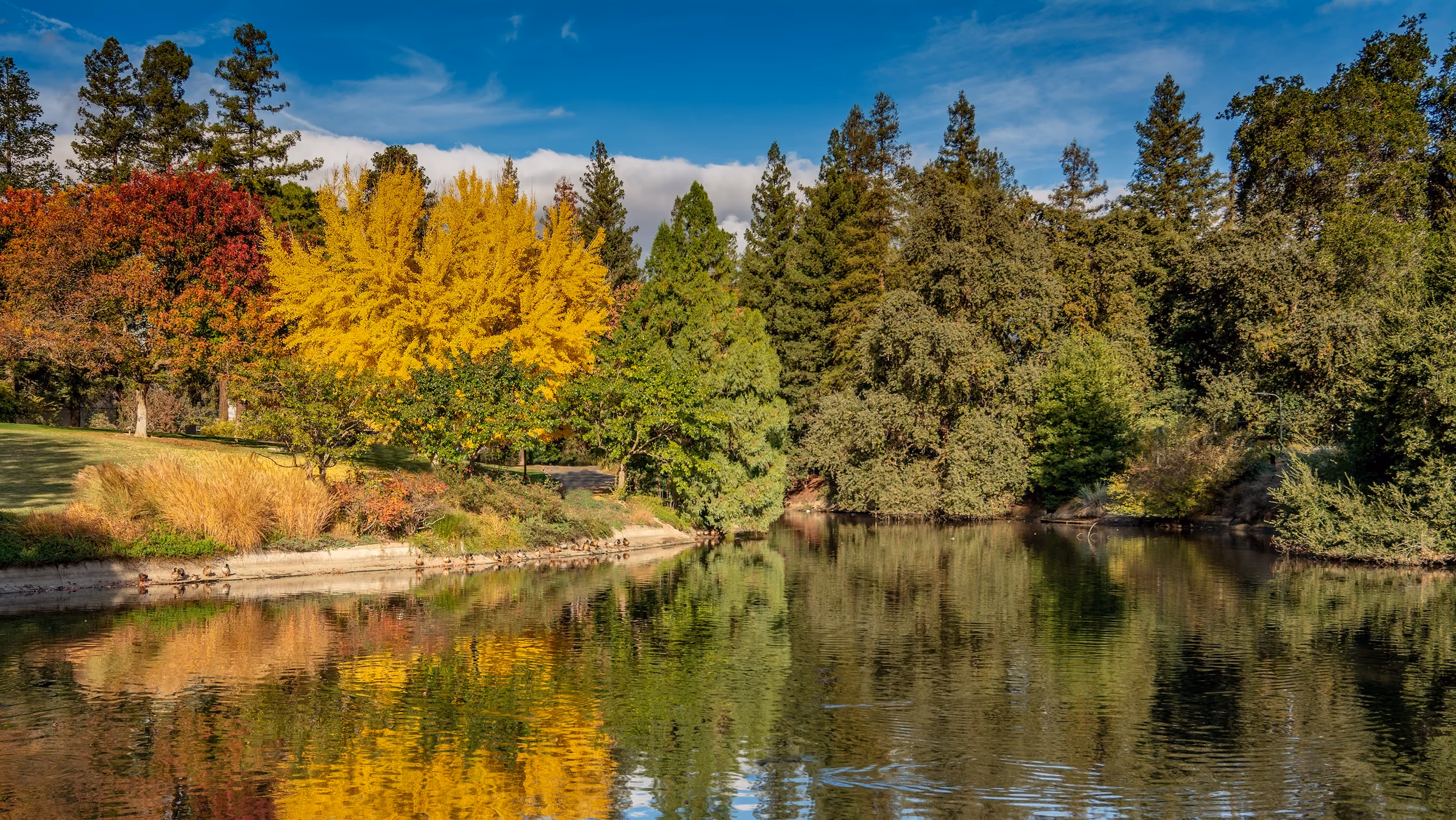 Trees in Davis Ca stock image