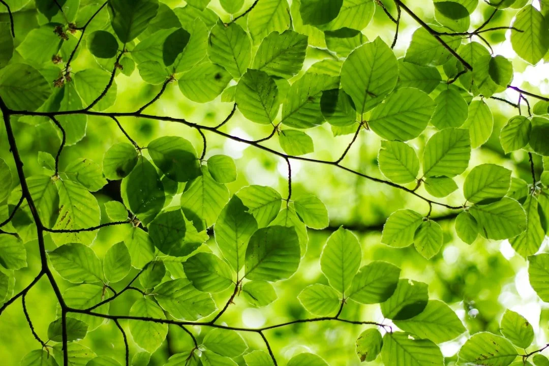 Close-up view of green leaves on thin branches with sunlight filtering through, creating a bright natural background.