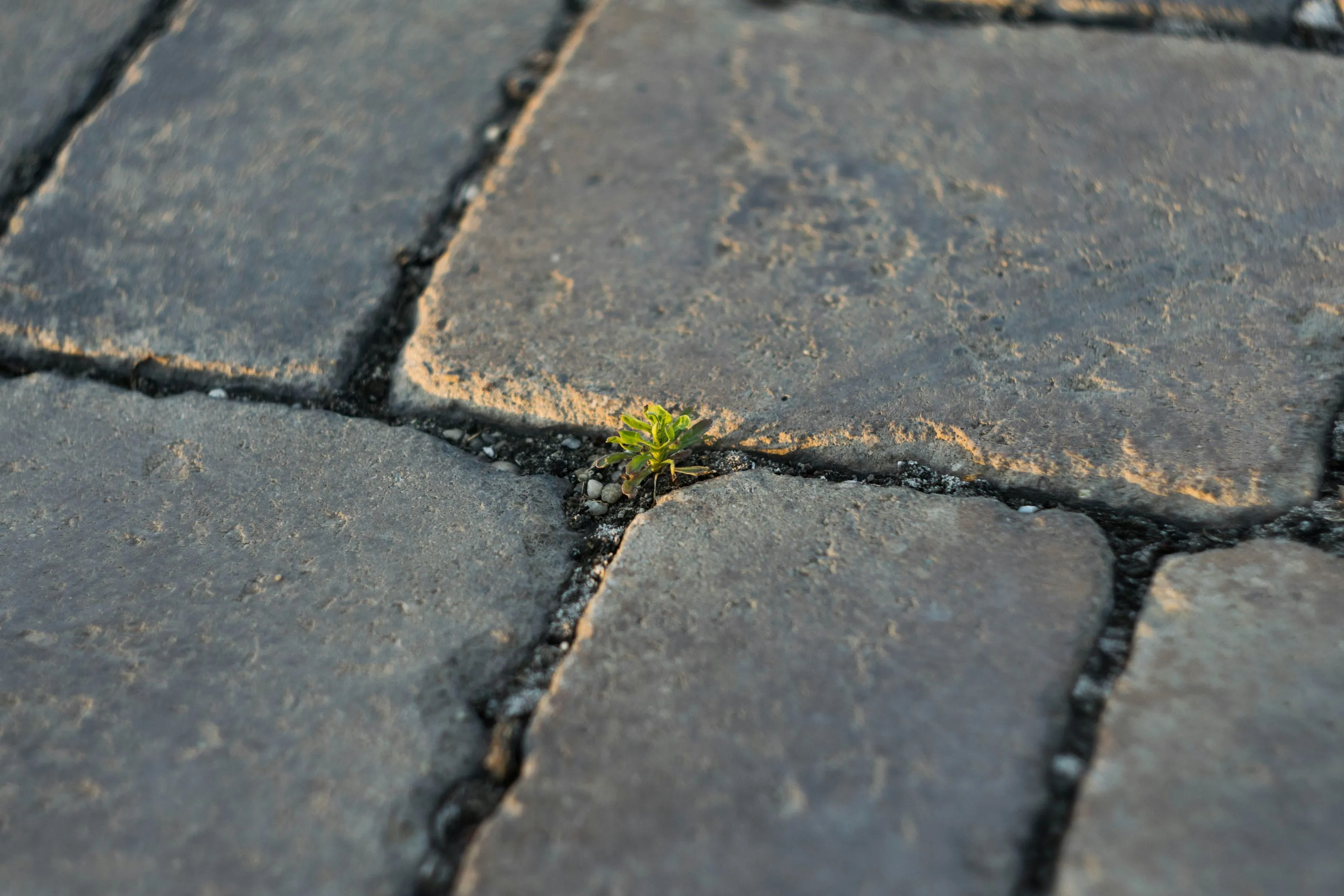 O Falso Positivo em Startups
