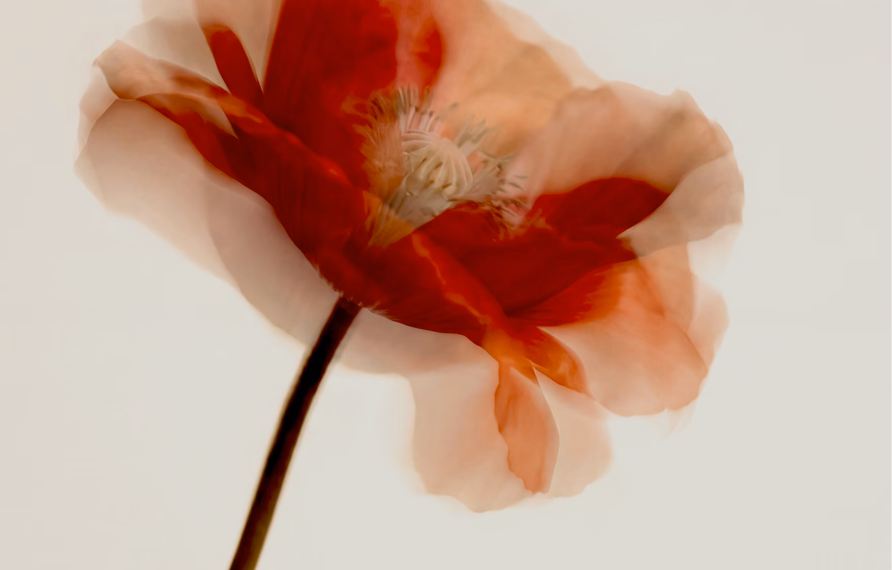 Close-up of a red flower with soft, translucent petals and a visible stem against a light background.