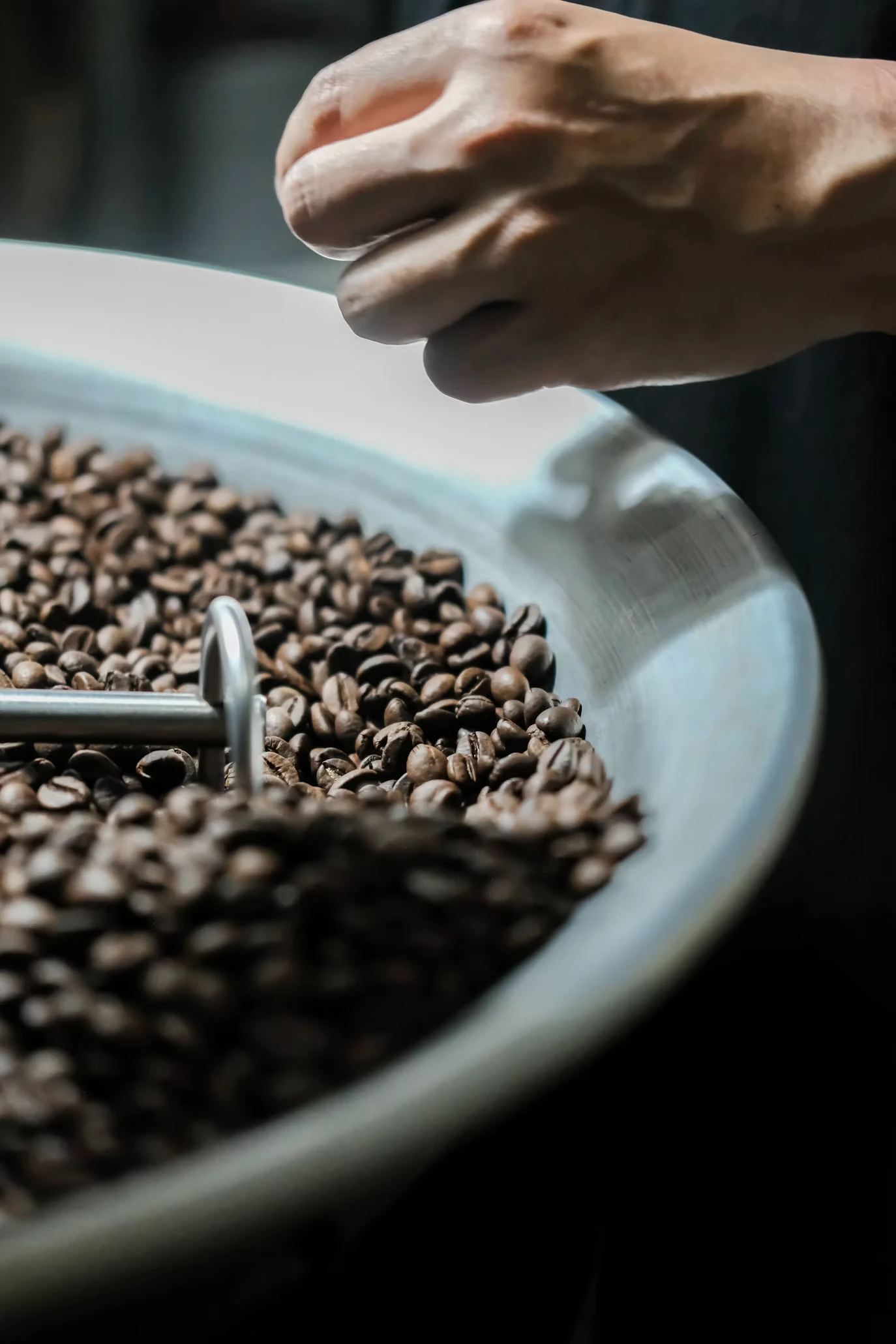 Inspecting roasted coffee beans