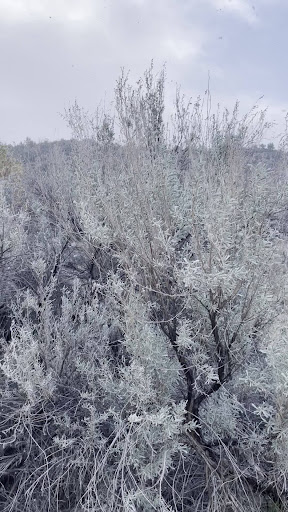 Wild sage on the land where she prepared