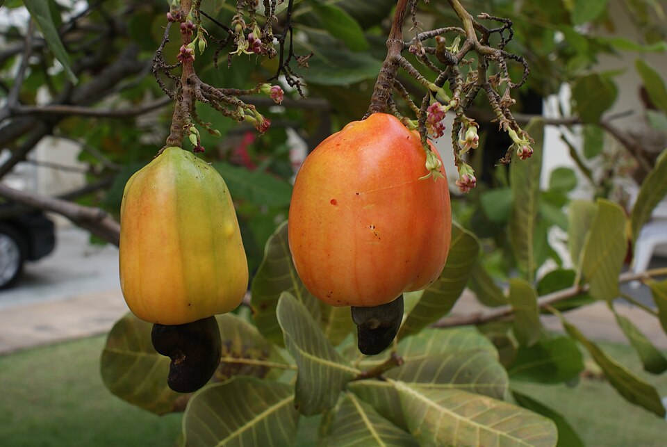 Ripe cashew apples with the nut attached, the fruit behind cashew feni