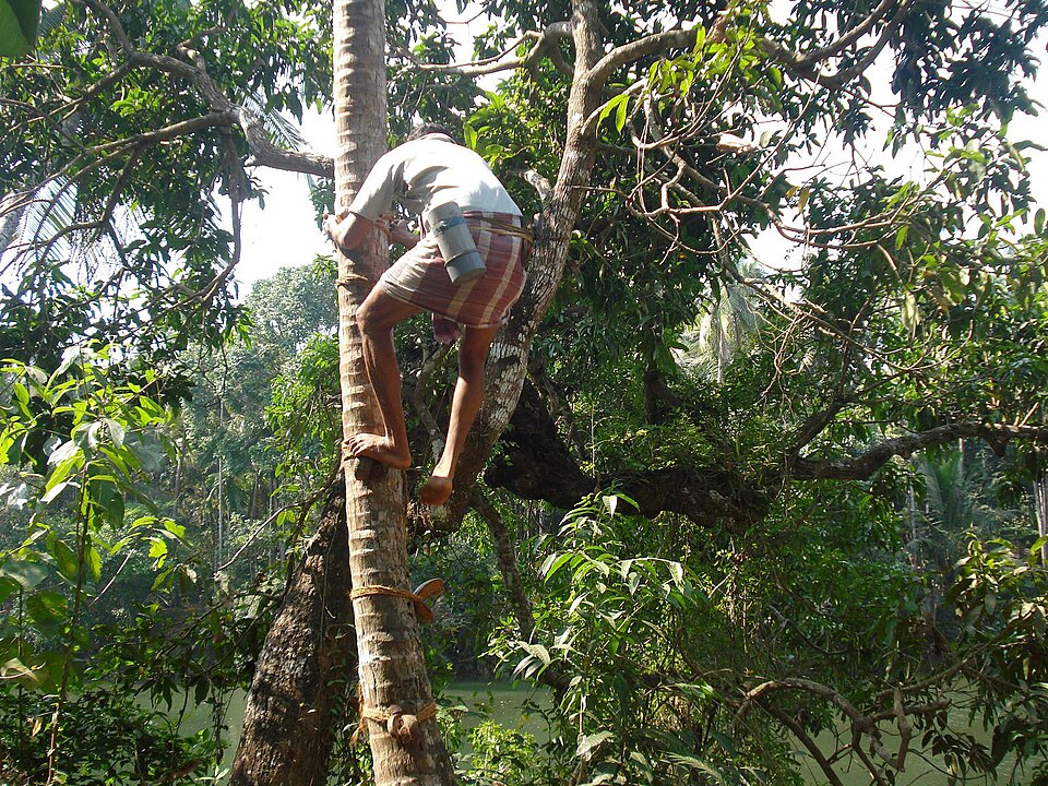 A toddy tapper climbing a coconut palm to collect sap