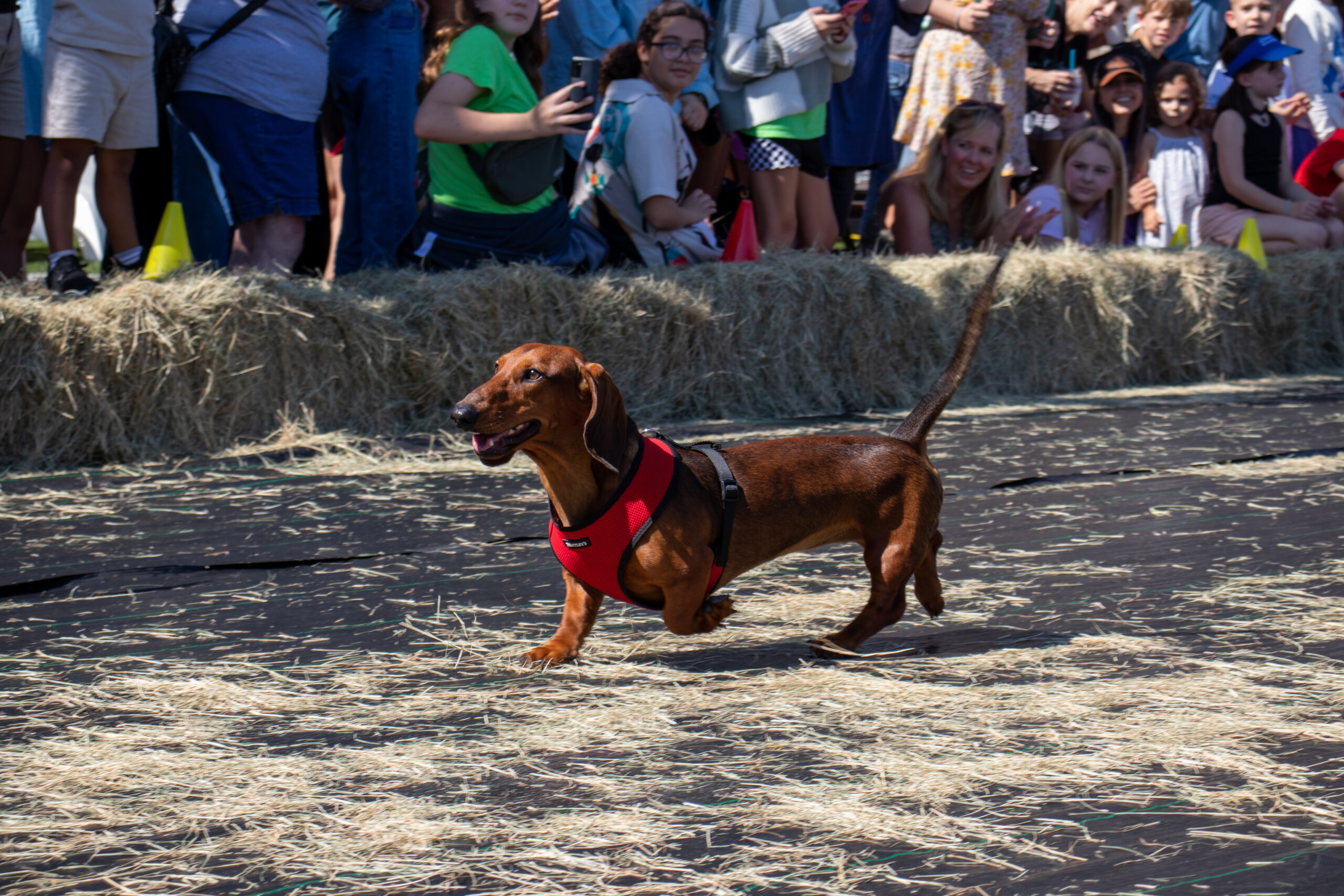 Savannah Wiener Dog Races