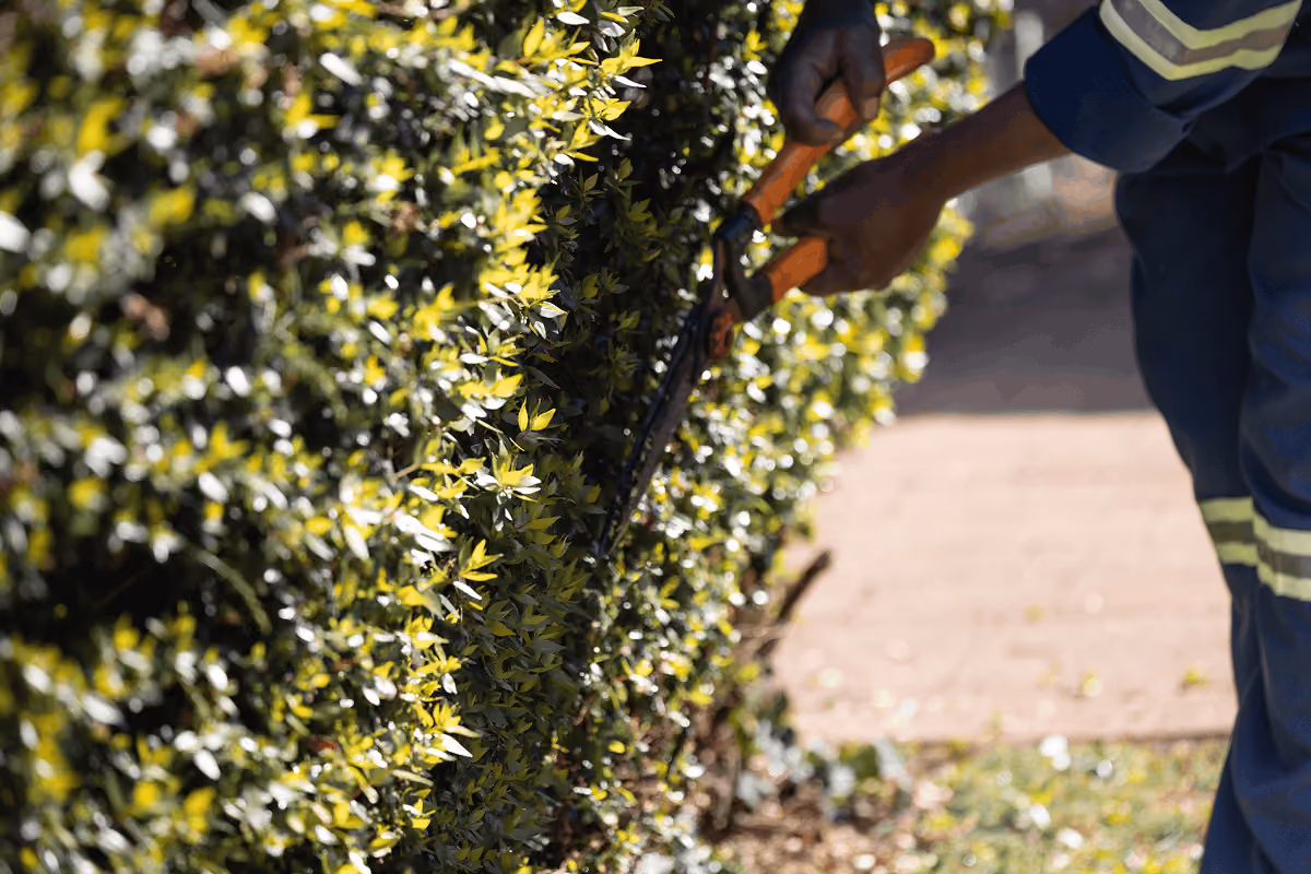 Person wearing work clothes trimming a dense green hedge with orange-handled hedge shears in daylight.