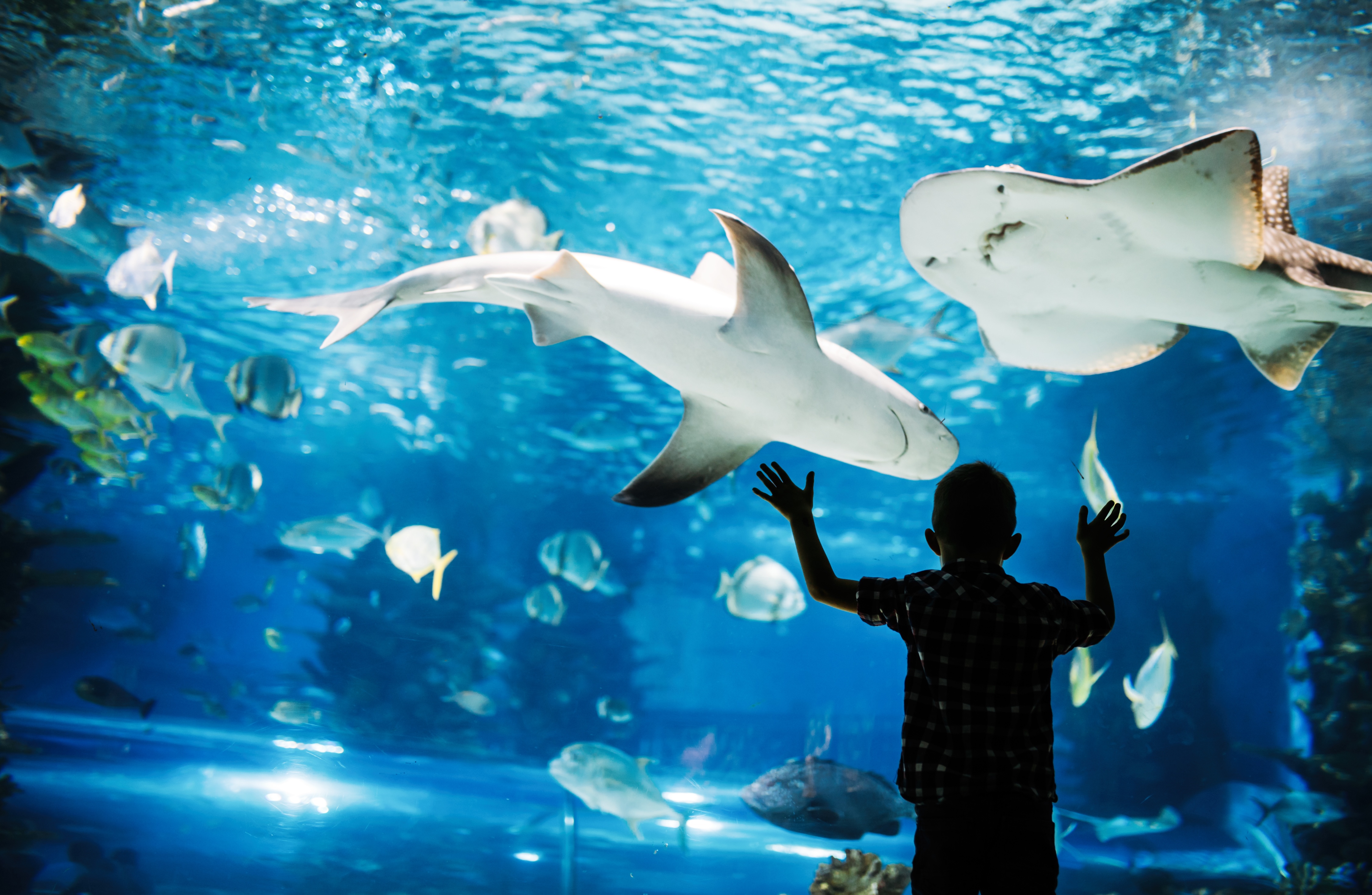 Kid looking in an aquarium stock image