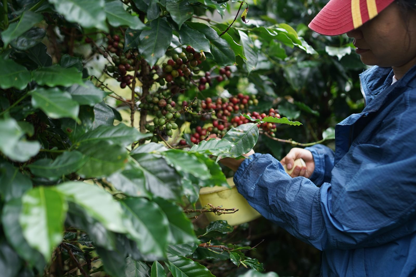 Agricultor a colher café