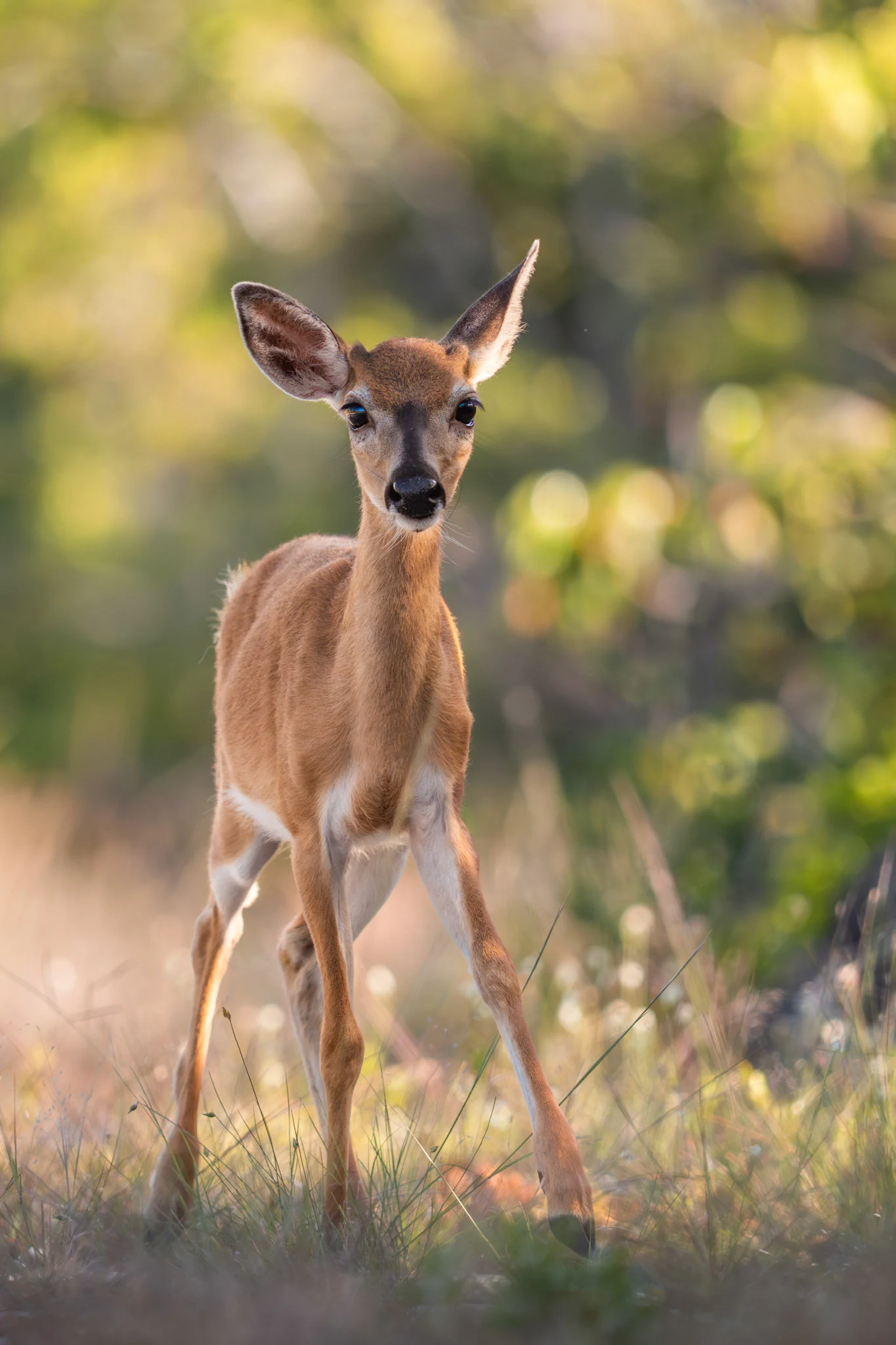 Key Deer II