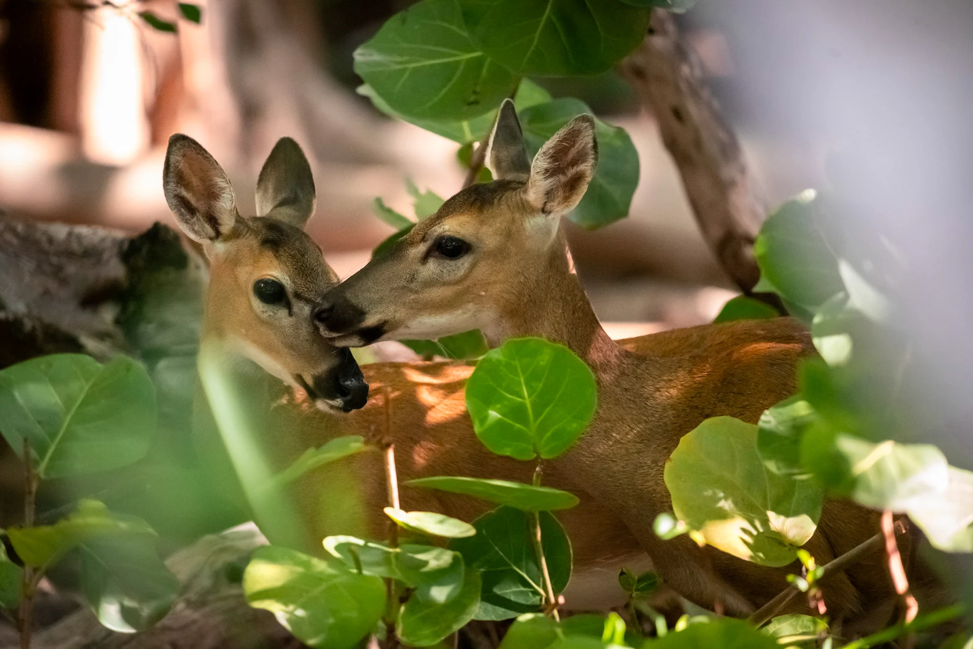 Key Deer
