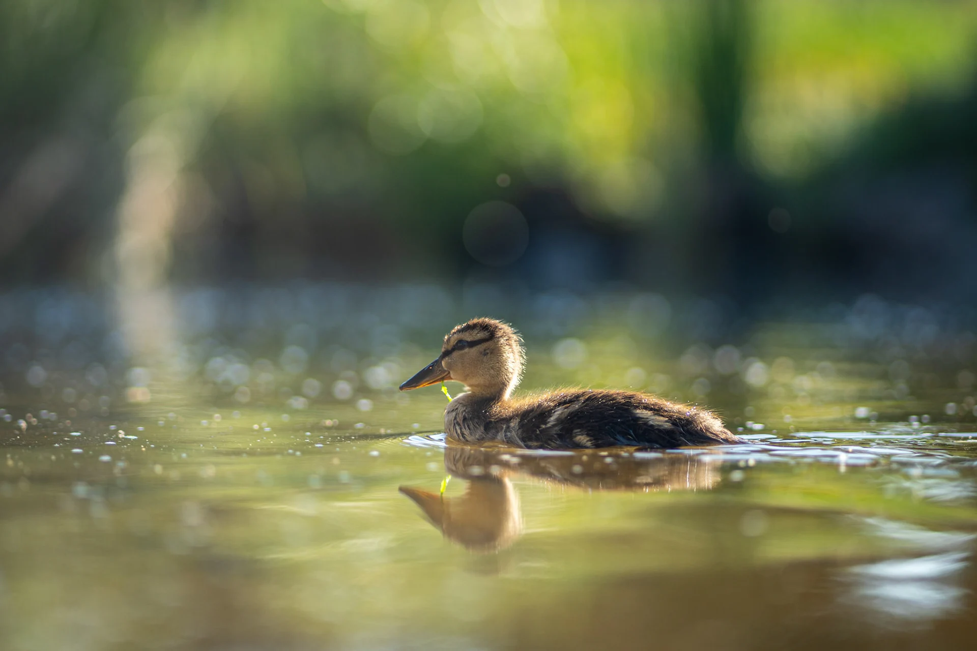 Oak Park — Duckling