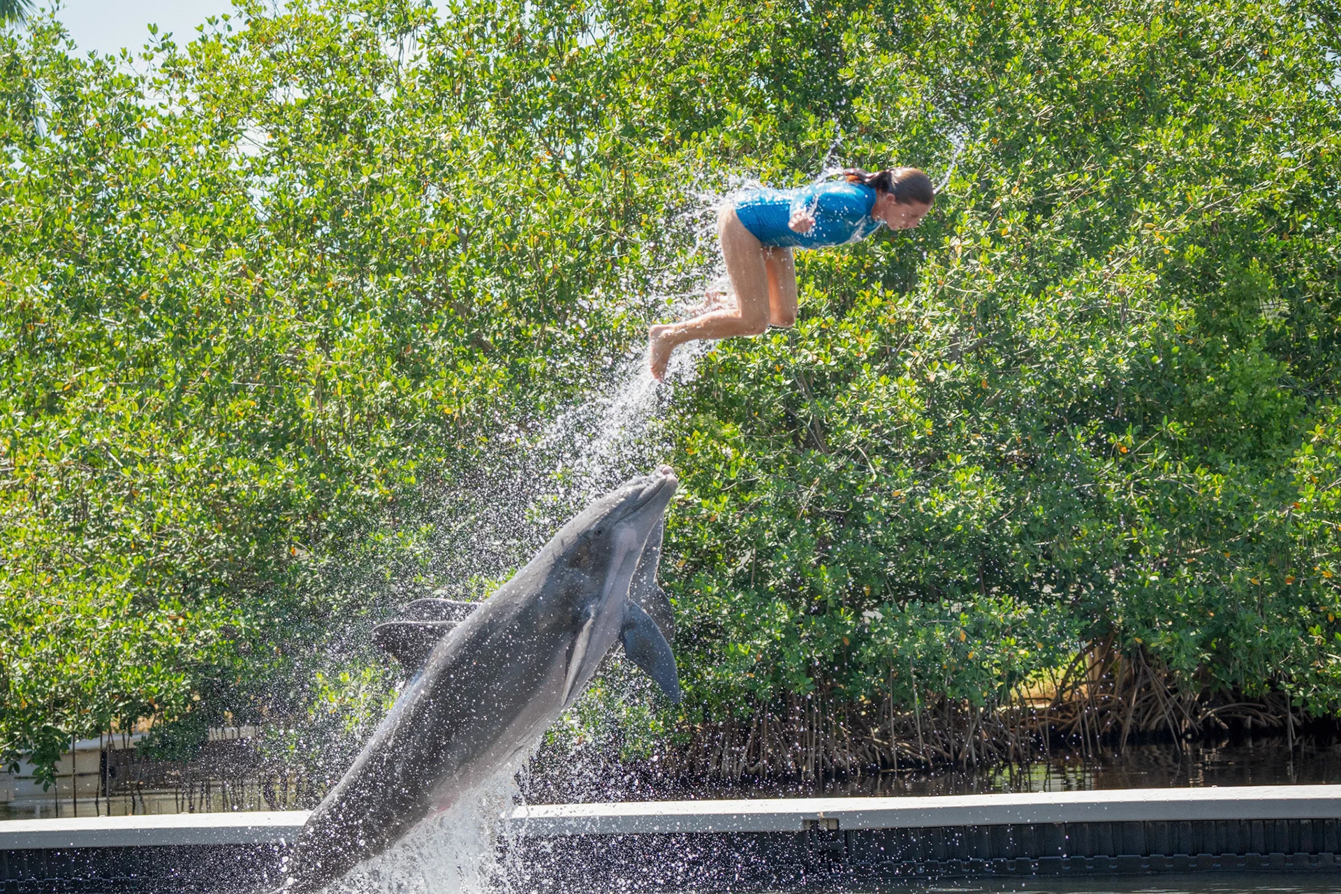 Dolphins