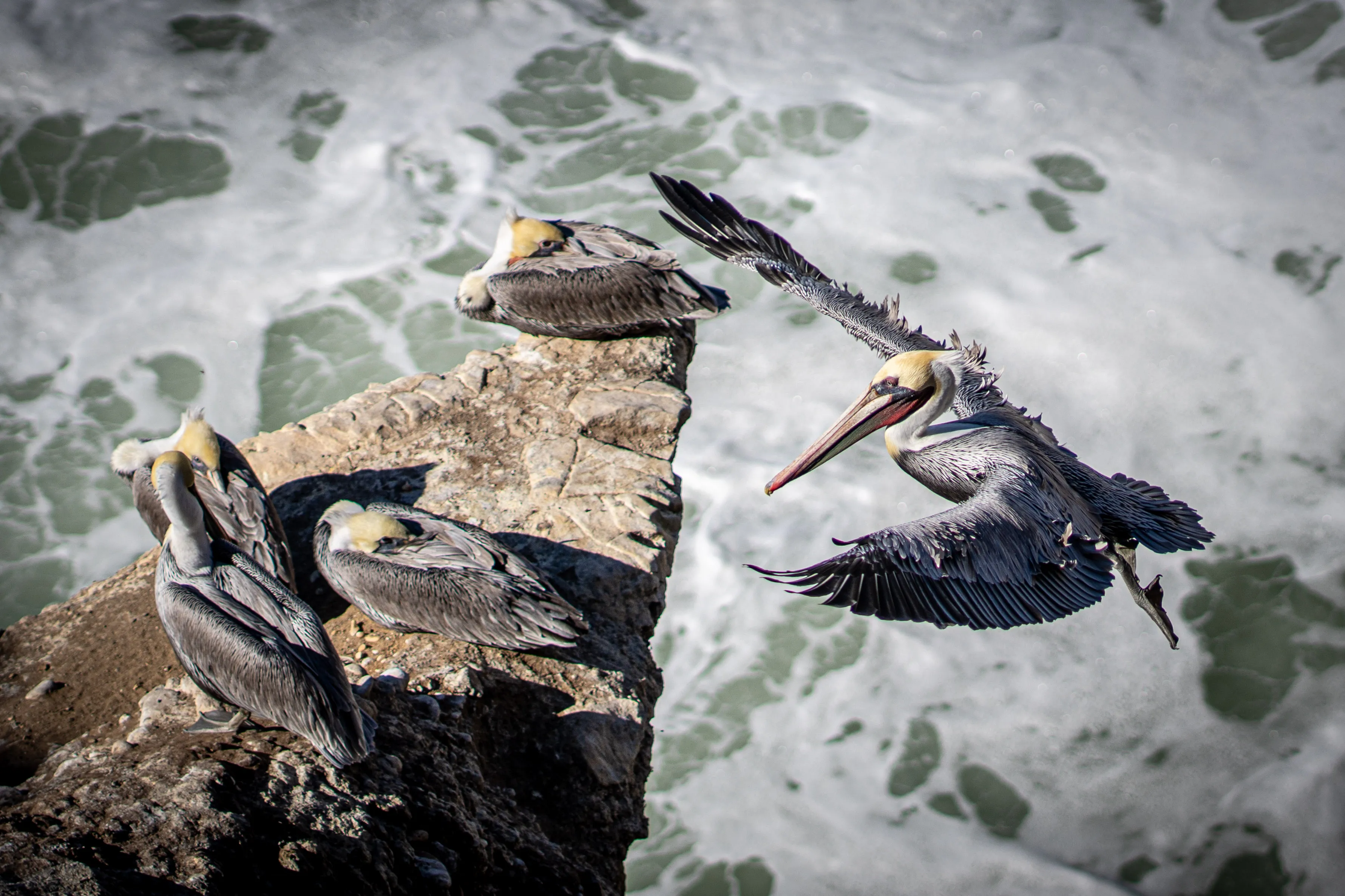 Pismo — Pelican