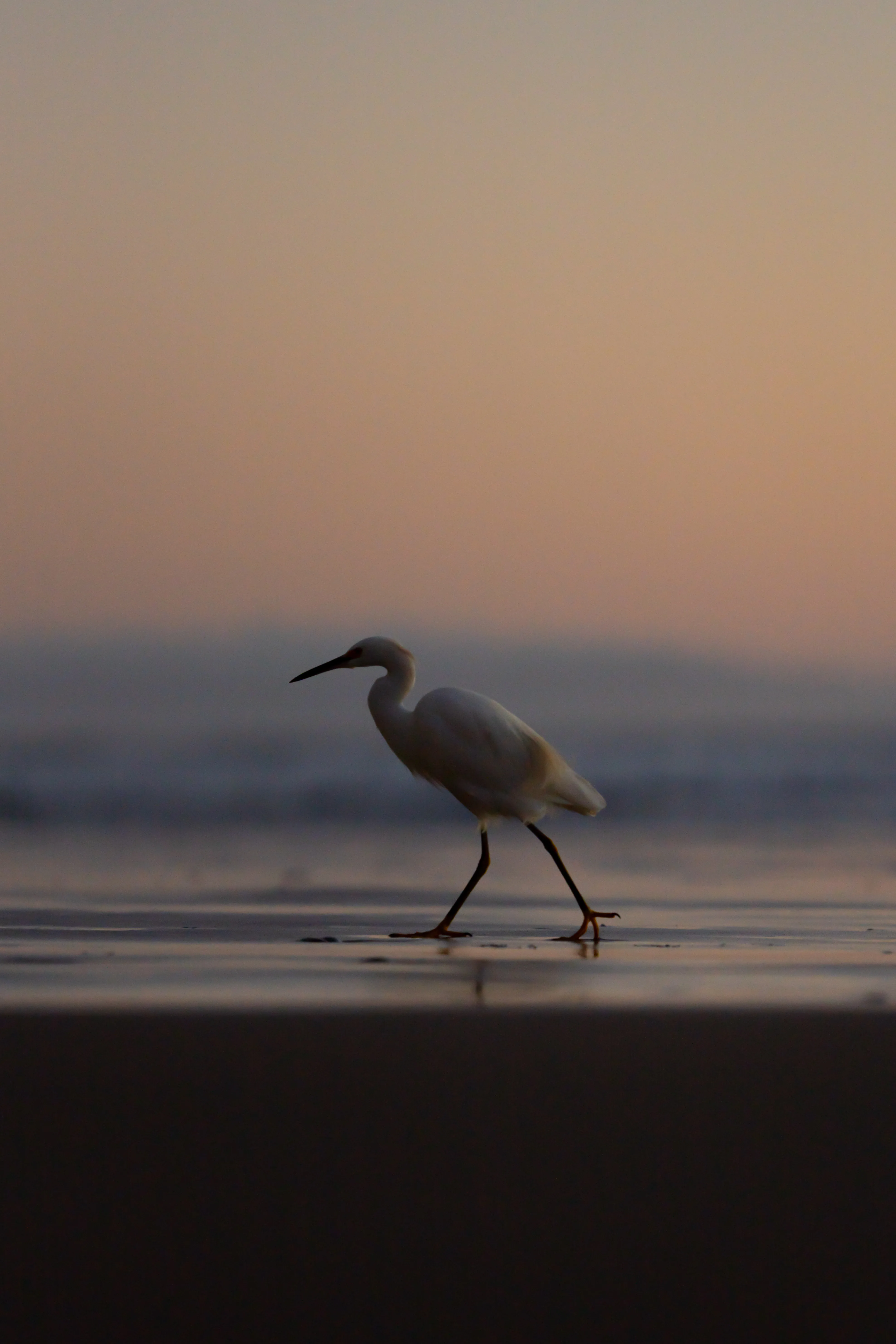 Pismo — Heron