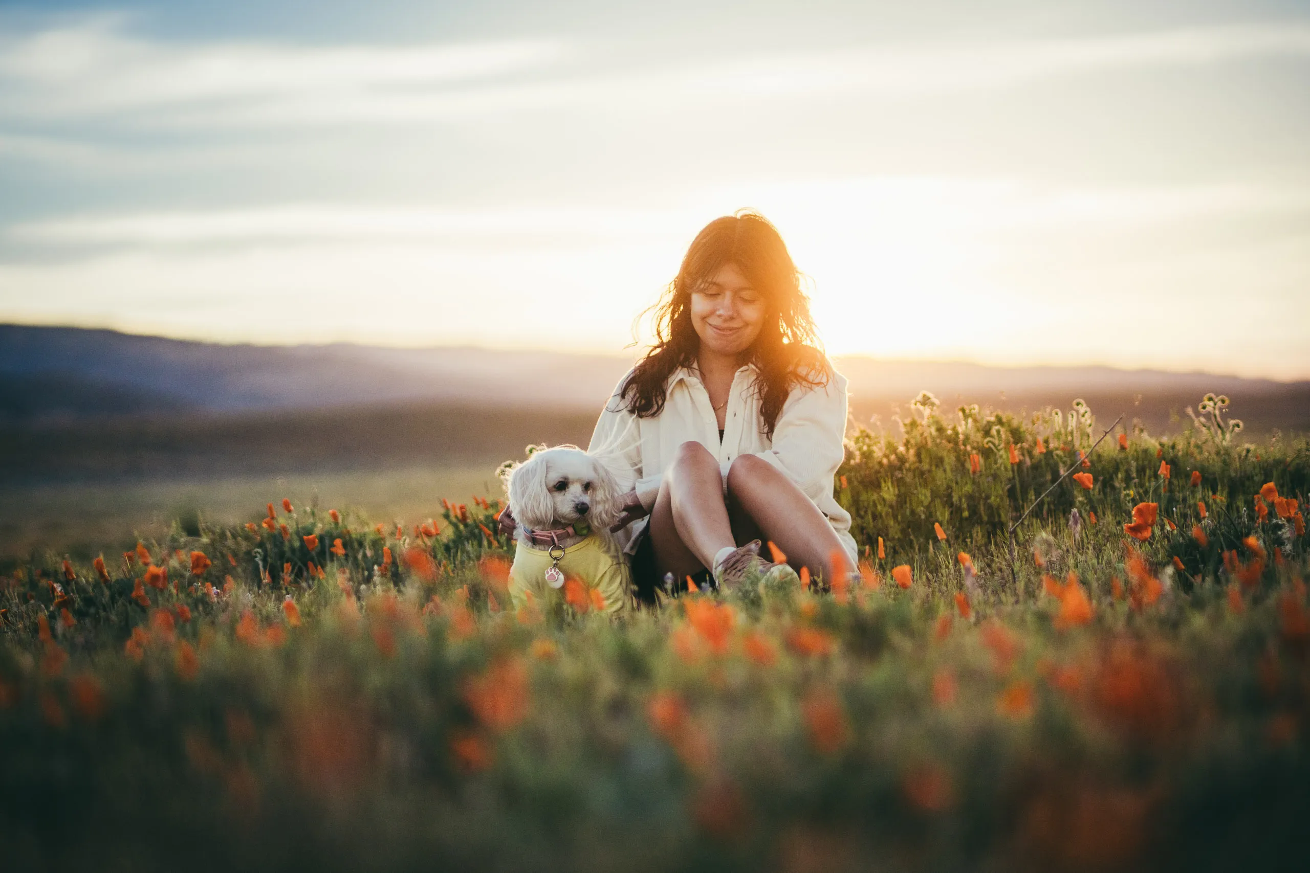Poppy Fields