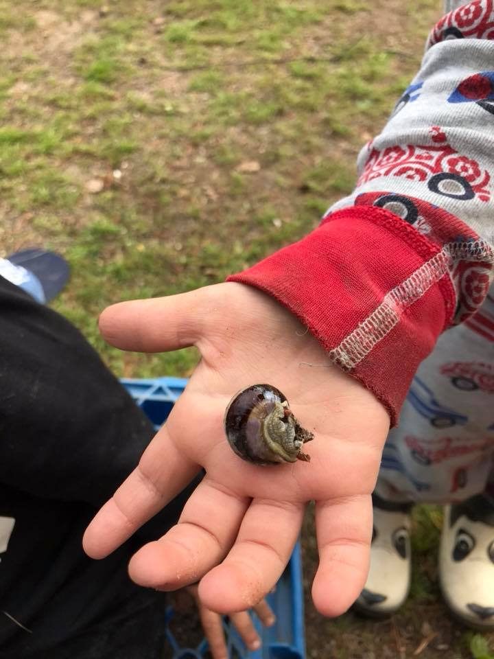 En snäcka i en liten barnhand