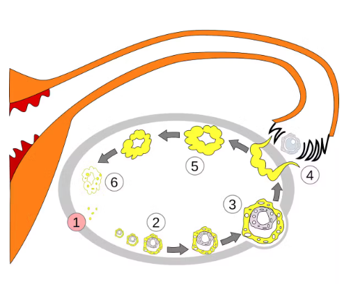 How the ovary changes over the menstrual cycle