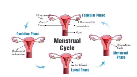 The four stages of the menstrual cycle