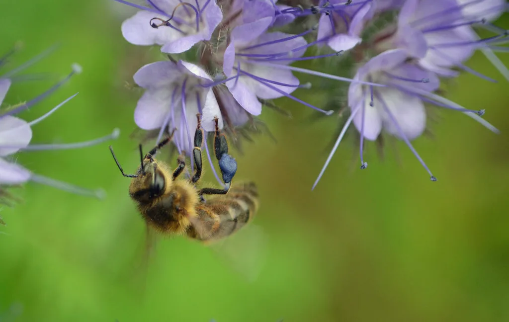 Abeille posée sur des fleurs violettes