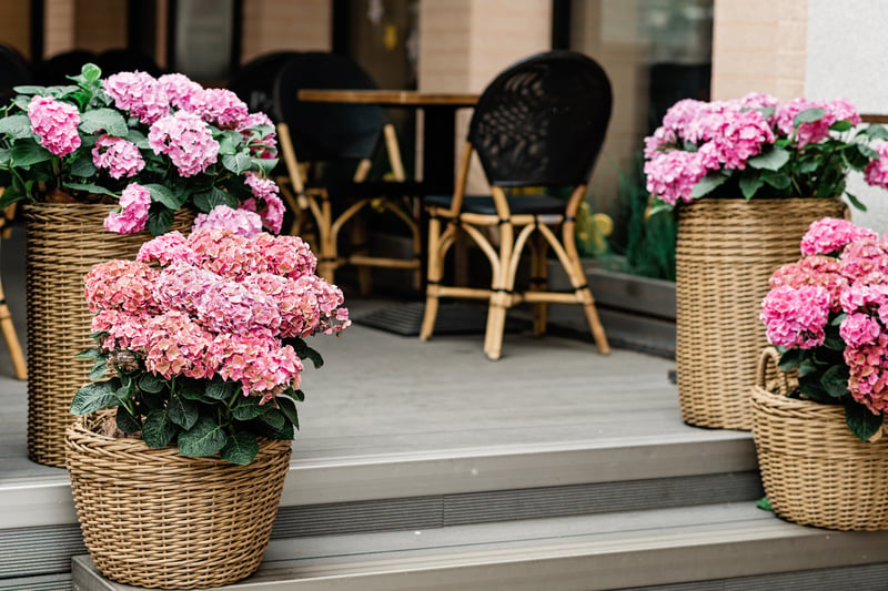 Pink hydrangeas in wicker baskets on the steps of a cafe patio