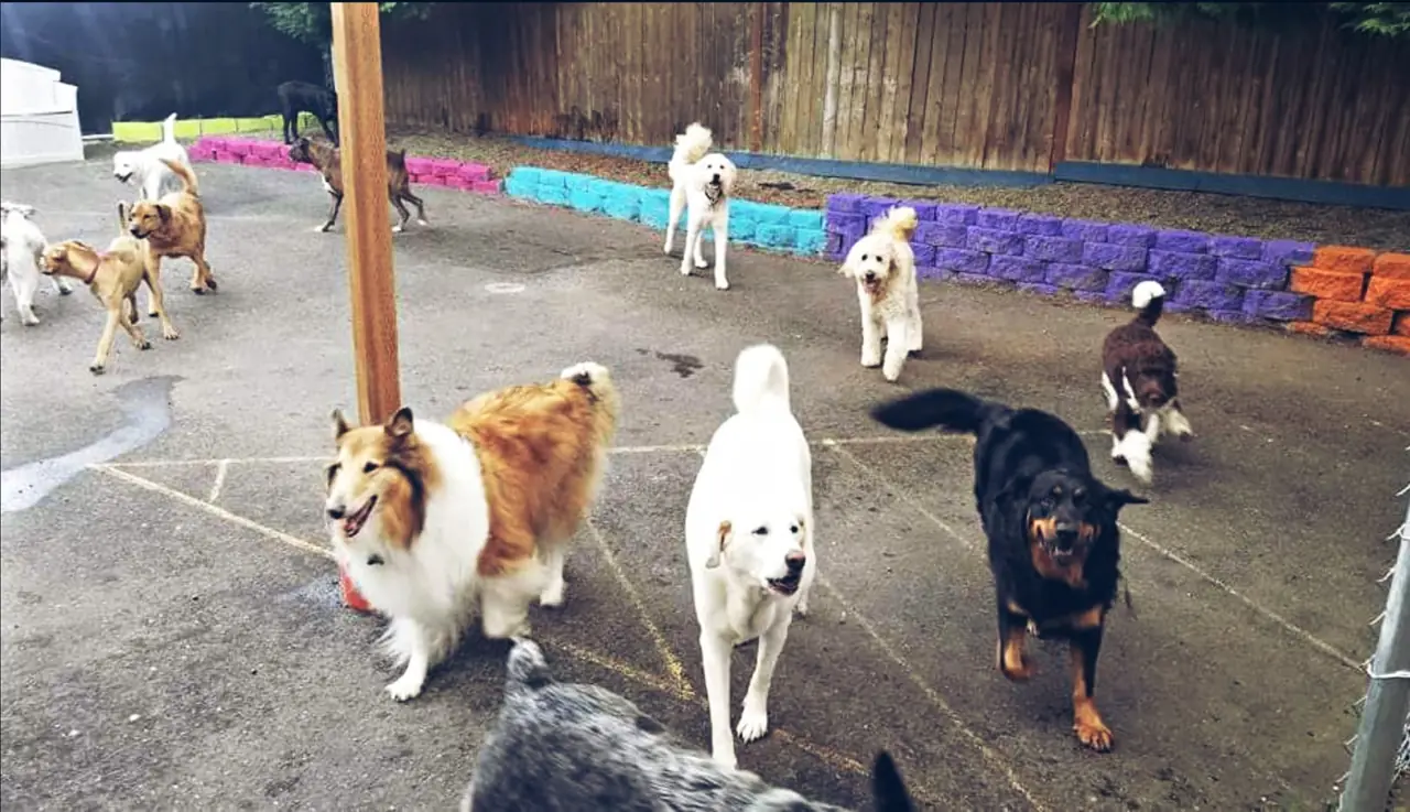 Dogs of many breeds walking toward the camera in a fenced outdoor play yard lined with brightly painted block walls