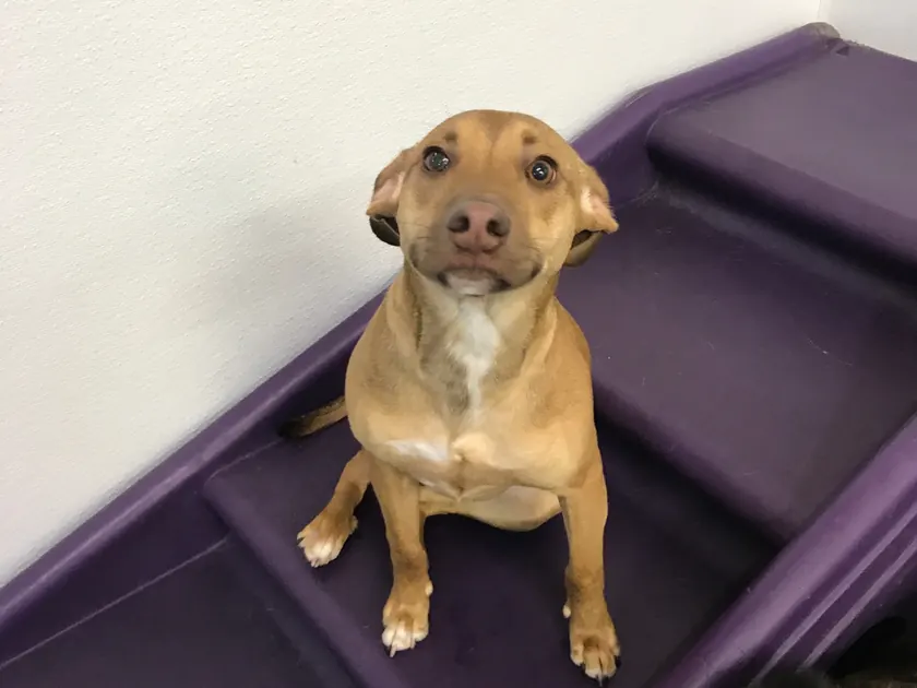 A tan BarkZone daycare pup sitting on purple play steps, looking up at the camera