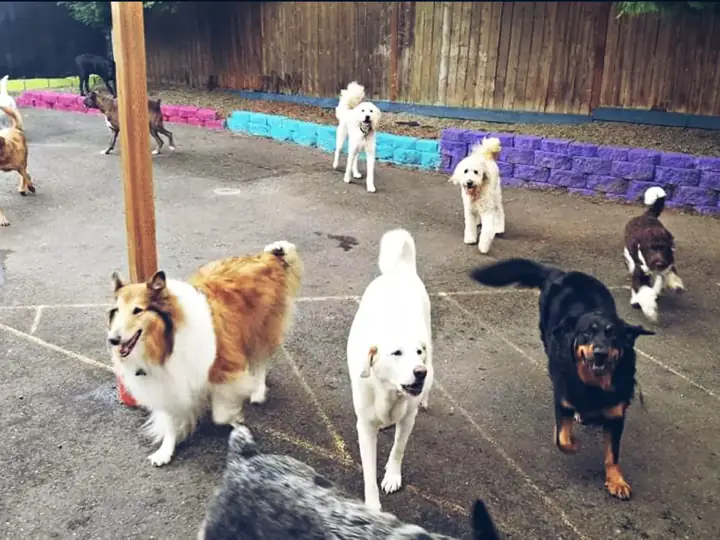 Dogs of many breeds playing together in a BarkZone outdoor play yard with brightly painted block walls