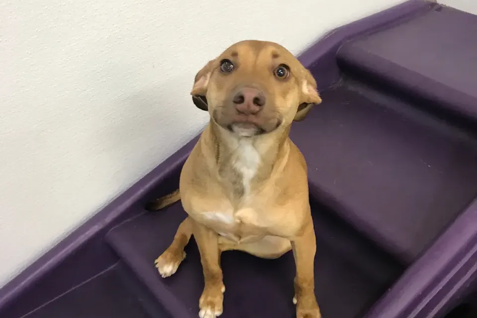 A tan BarkZone daycare pup sitting on purple play steps, looking up at the camera
