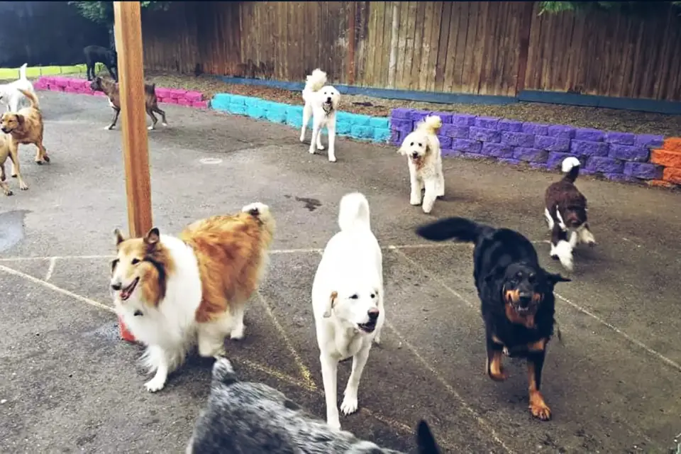 A collie, a white shepherd and other dogs of many breeds walking toward the camera in a BarkZone outdoor play yard