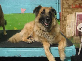 Gunner, a fluffy tan dog with a dark face, lying on a blue play platform at dog daycare