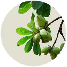 5-HTP
