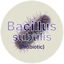 Bacillus subtilis