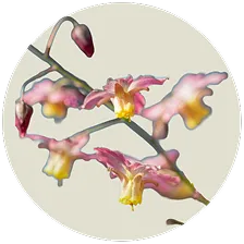 Epimedium Extract