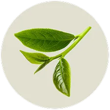 Green Tea Leaf Extract