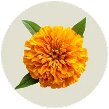 Lutein