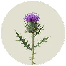 Milk Thistle Extract